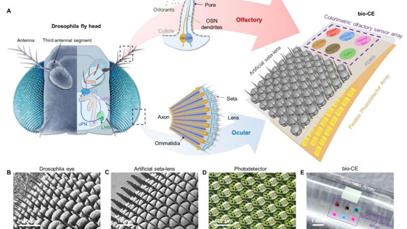 China has developed a "fly-eye" for drones that provides panoramic vision and a scent sensor