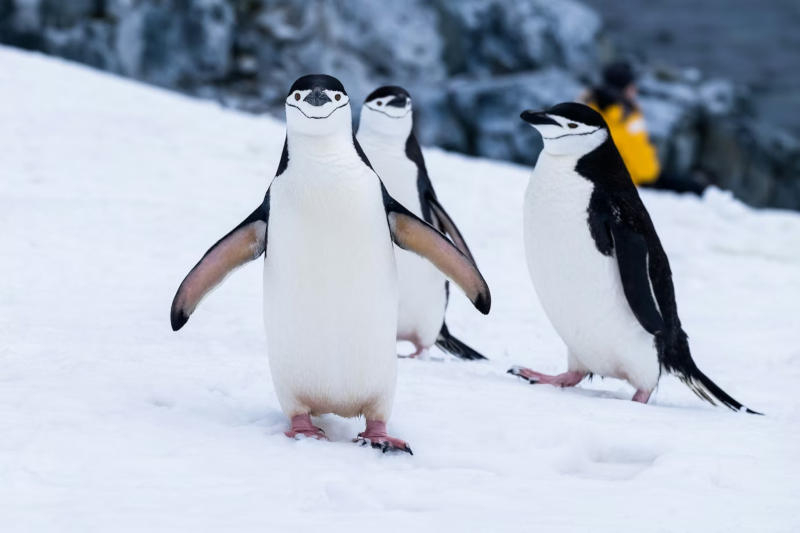 The new version of Linux 7.0 will be the final update.