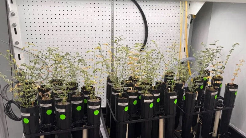 Scientists grow peas on artificial lunar soil, but they hesitate to try it as soup
